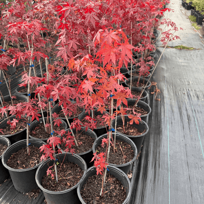 Red Leaf Maple tree (Acer Palmatum var. Atropurpureum) with rich burgundy leaves and elegant branching.