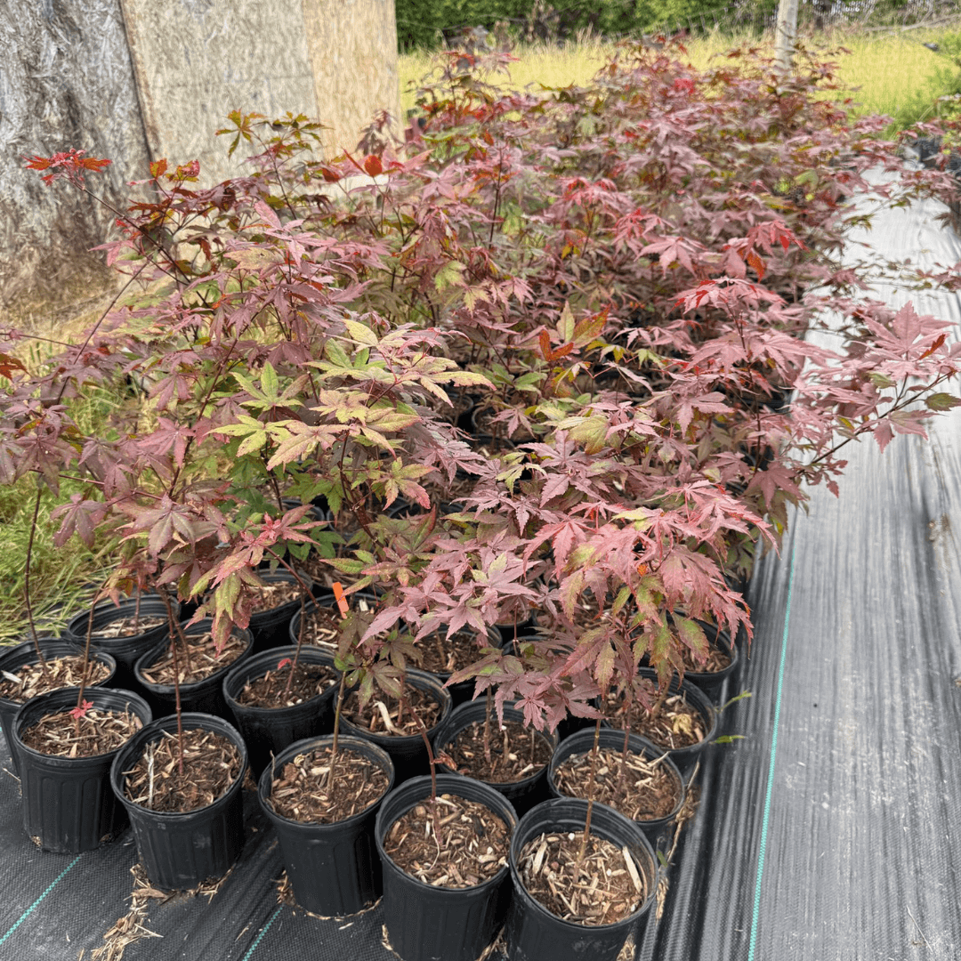 Brilliant autumn foliage of Acer palmatum var. atropurpureum Japanese maple glowing in fall sunlight