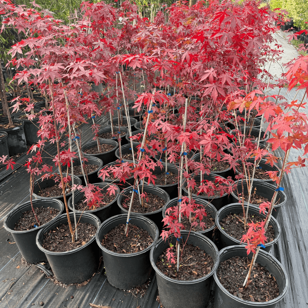 Brilliant autumn foliage of Acer palmatum var. atropurpureum Japanese maple glowing in fall sunlight