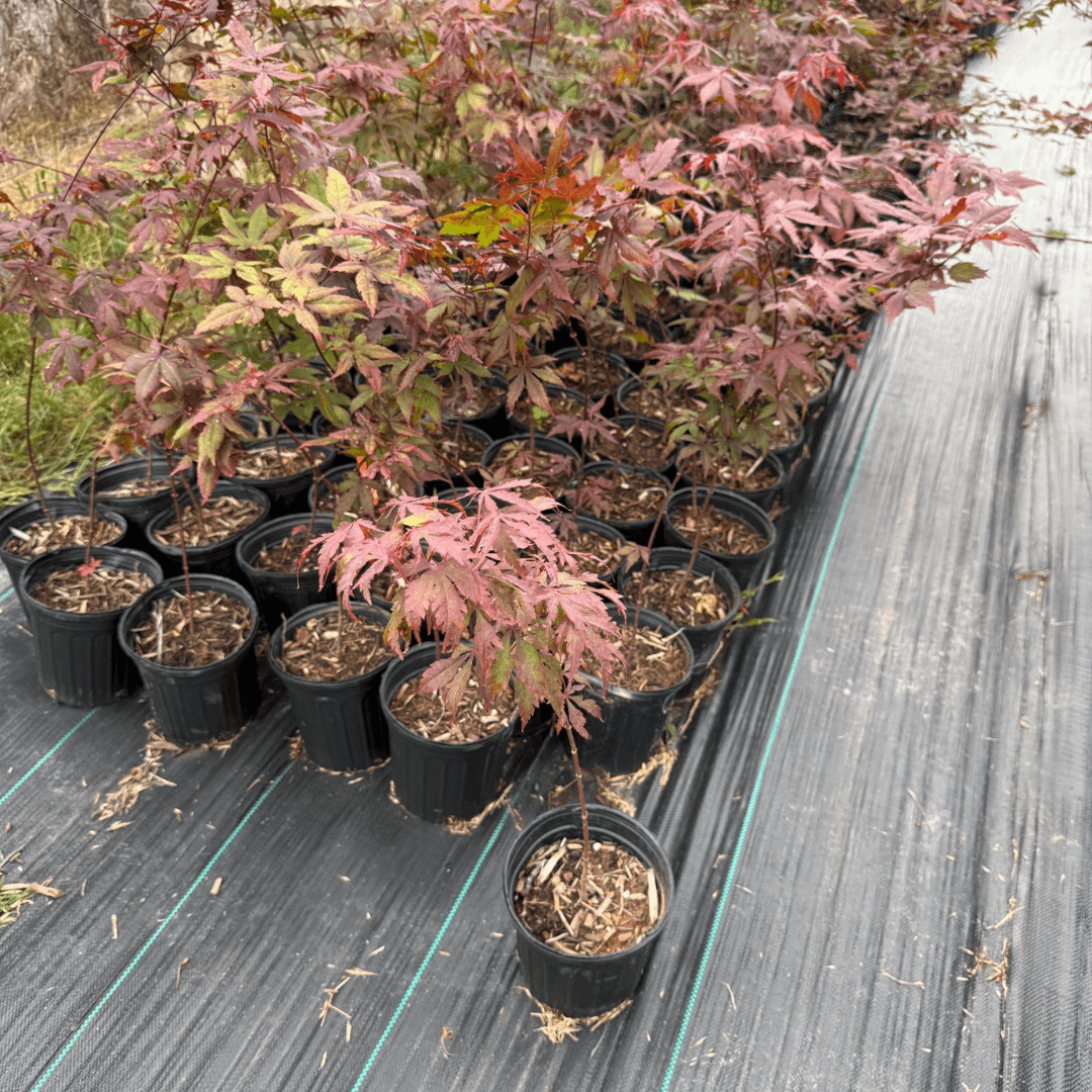 Red Leaf Maple tree (Acer Palmatum var. Atropurpureum) with rich burgundy leaves and elegant branching.