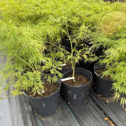 Acer palmatum 'Waterfall' Garden Delight Center