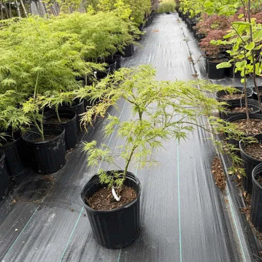 Acer palmatum 'Waterfall' Garden Delight Center
