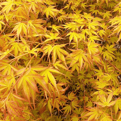 Acer Sango Kaku plant with vibrant coral-red branches and delicate green foliage, ideal for ornamental gardens and landscape design