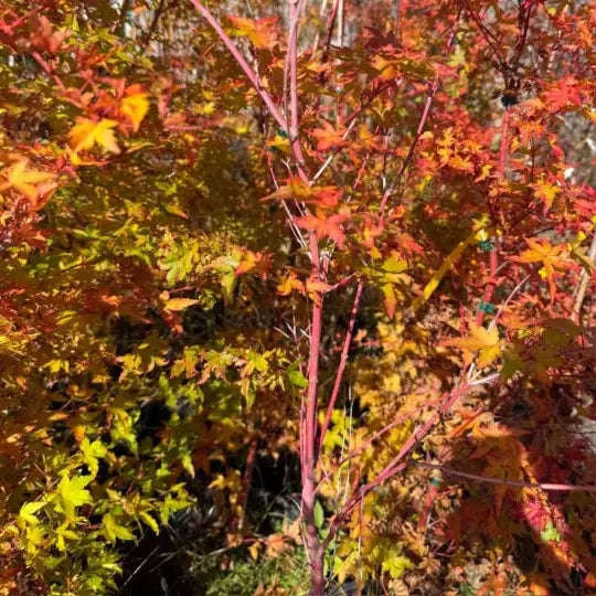 Acer Sango Kaku Garden Delight Center