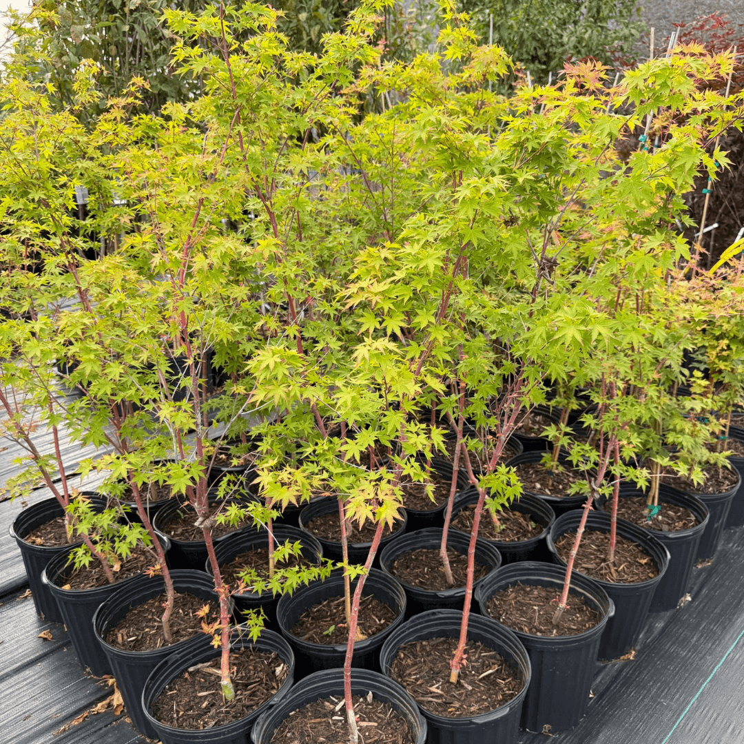Acer Sango Kaku Japanese maple tree with vibrant coral-red stems and delicate green leaves, perfect for small gardens and landscape design, slow-growing and hardy ornamental tree