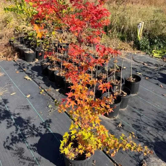 Acer Sango Kaku Garden Delight Center