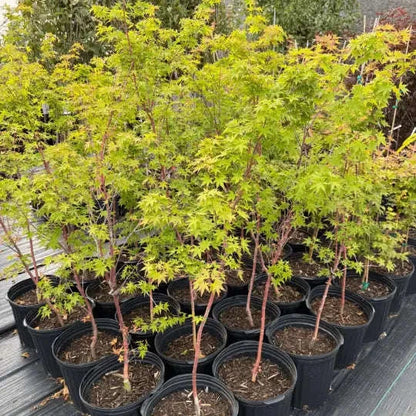 Acer Sango Kaku Garden Delight Center