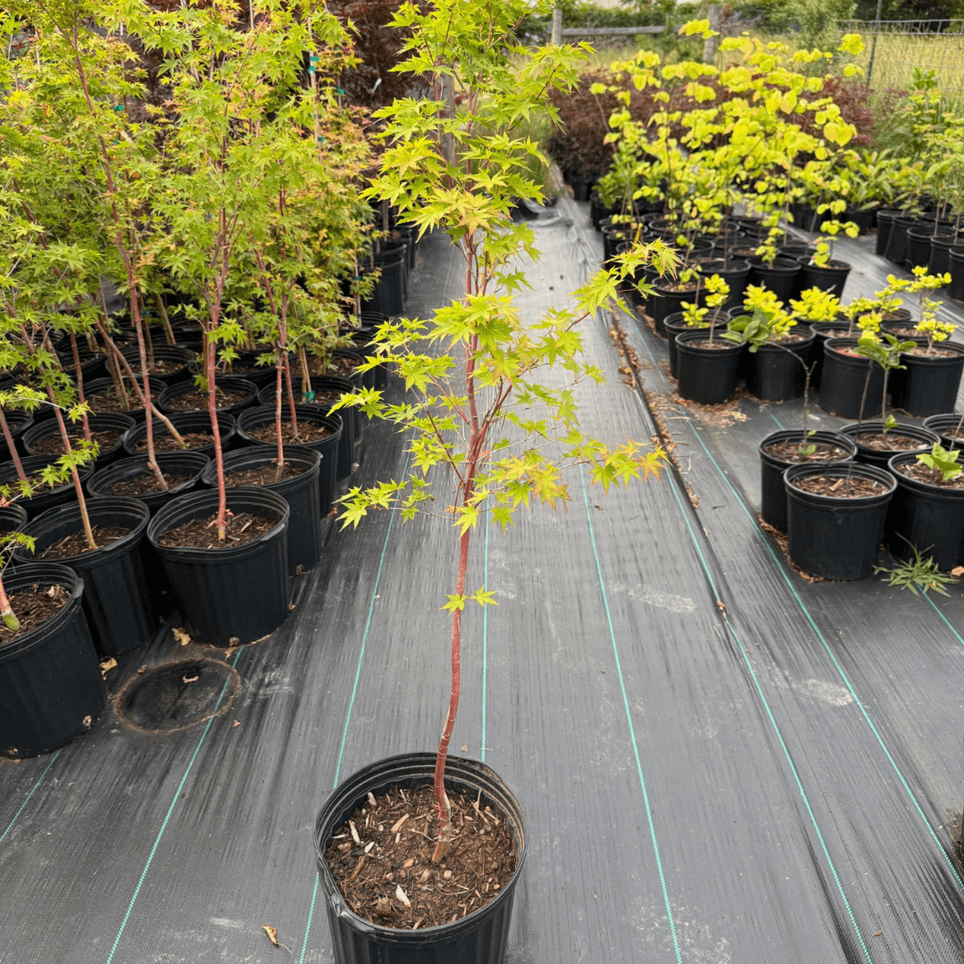 Acer Sango Kaku Japanese Maple tree with vibrant red stems and delicate green leaves, perfect for ornamental landscaping and small gardens, hardy semi-dwarf variety ideal for year-round garden beauty