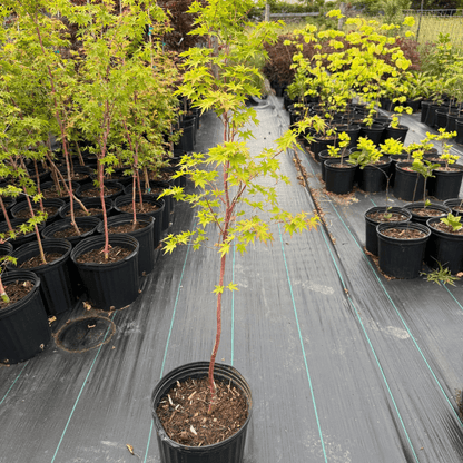 Acer Sango Kaku Japanese Maple tree with vibrant red stems and delicate green leaves, perfect for ornamental landscaping and small gardens, hardy semi-dwarf variety ideal for year-round garden beauty