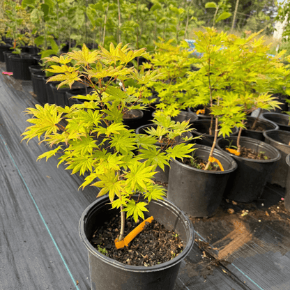 Bright spring tones and chartreuse summer leaves bring vibrant color to patios, borders, and shaded garden spaces with minimal care