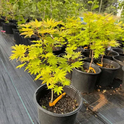 Acer shirasawanum 'Moonrise' Full Moon Maple Garden Delight Center