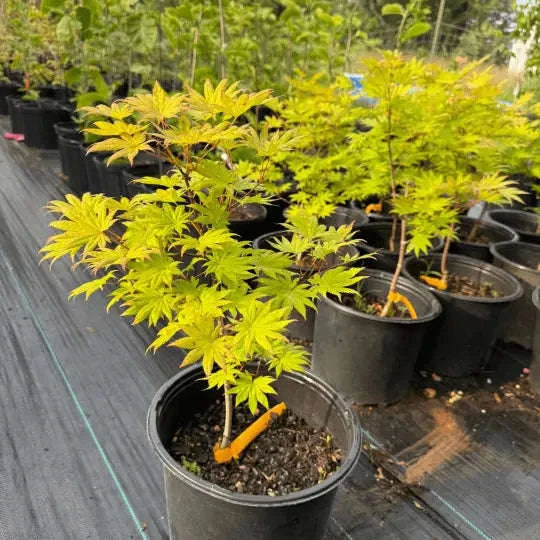 Acer shirasawanum 'Moonrise' Full Moon Maple Garden Delight Center