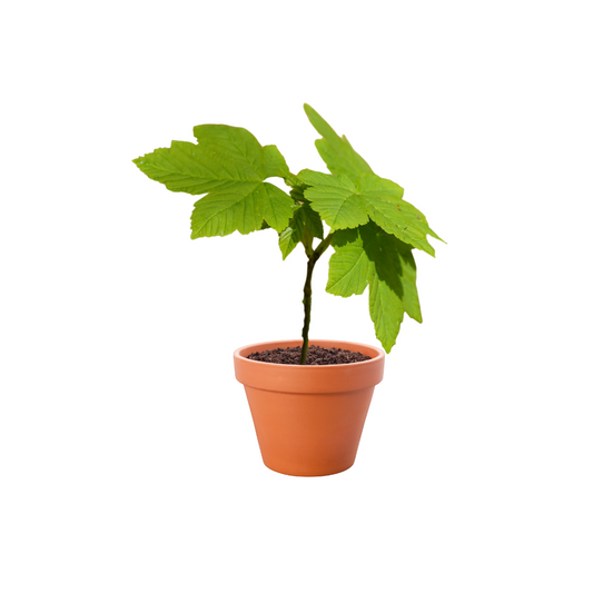 Acer Miyabei tree with dense green foliage, showcased as a hardy shade and ornamental tree ideal for urban landscapes and residential gardens.