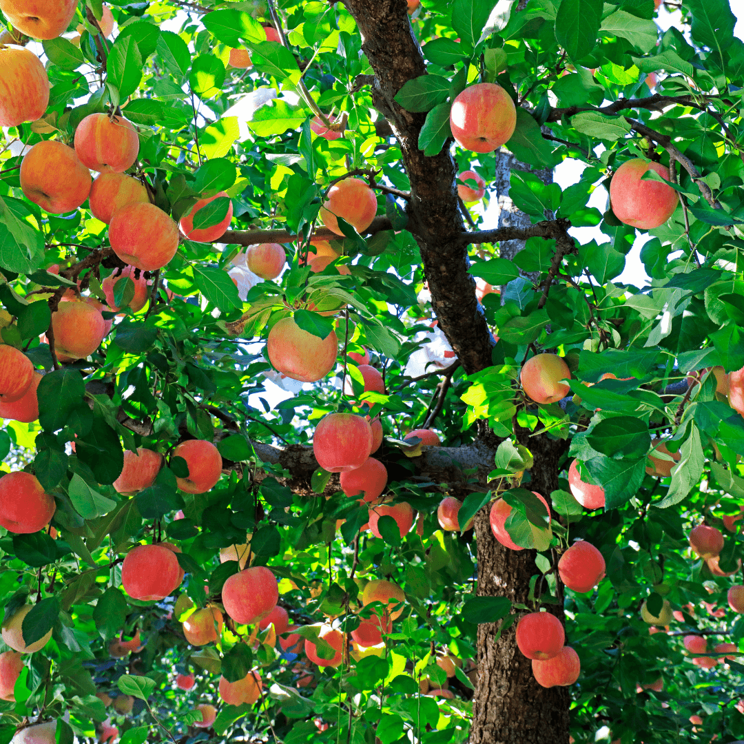 Apple Fuji Semi Dwarf Plant with lush green foliage and developing red apples, perfect for small gardens and home orchards.