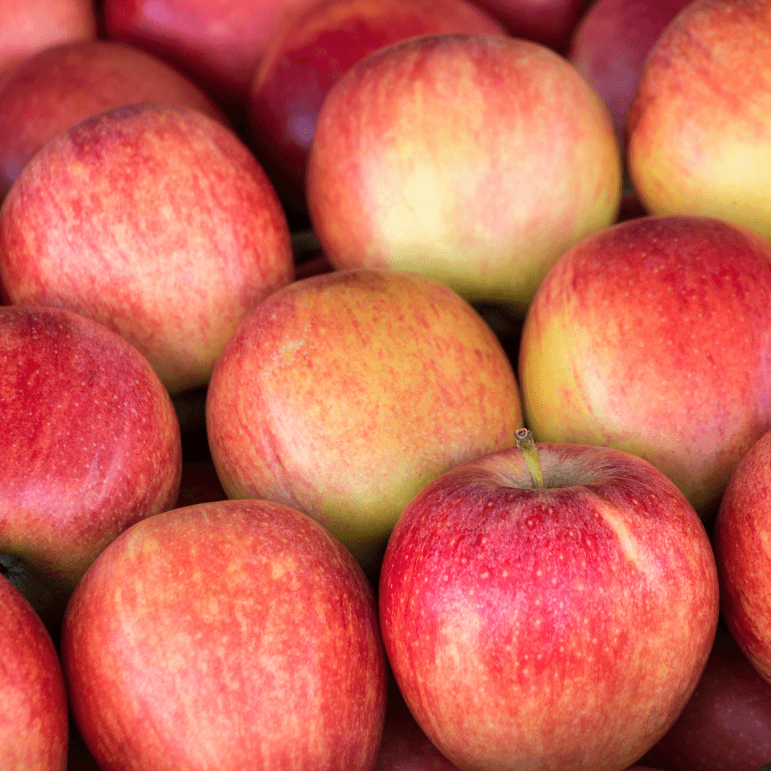 Apple Gala (Semi Dwarf M106) tree with crisp red apples and compact growth, ideal for home orchards and small gardens.