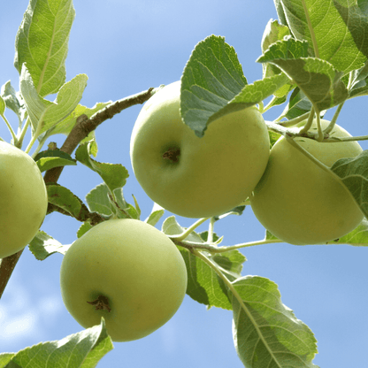 Granny Smith Apple tree with bright green apples and lush foliage, known for its crisp texture and tart flavor.