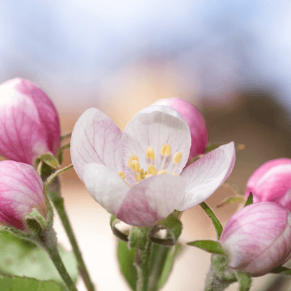 Apple Granny Smith tree with vibrant green fruit, known for its tart flavor and crisp texture.