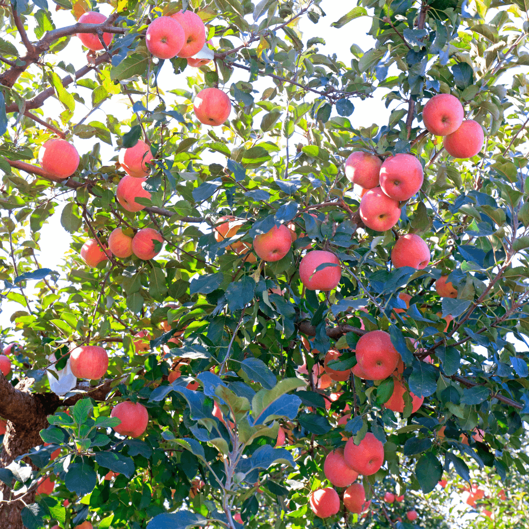 Apple Red Delicious Semi Dwarf Plant with vibrant red fruit and compact growth, perfect for small gardens and orchards.