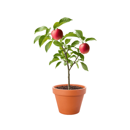 Apple Red Delicious Semi Dwarf Plant with vibrant red fruit and compact growth, perfect for small gardens and orchards.