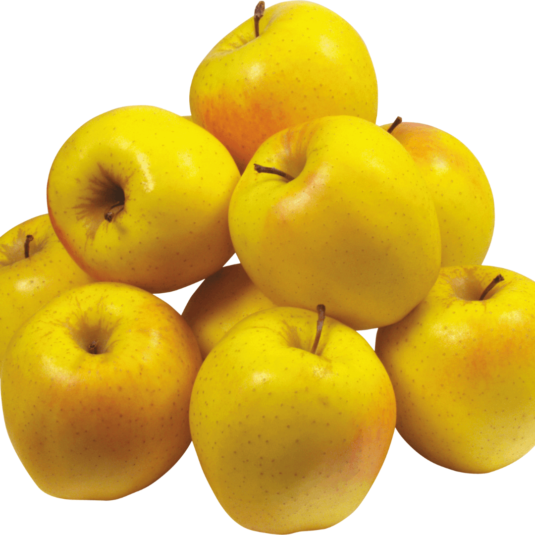 Yellow Delicious apple tree with ripe golden-yellow apples on branches, grown in orchard conditions for fresh fruit harvest