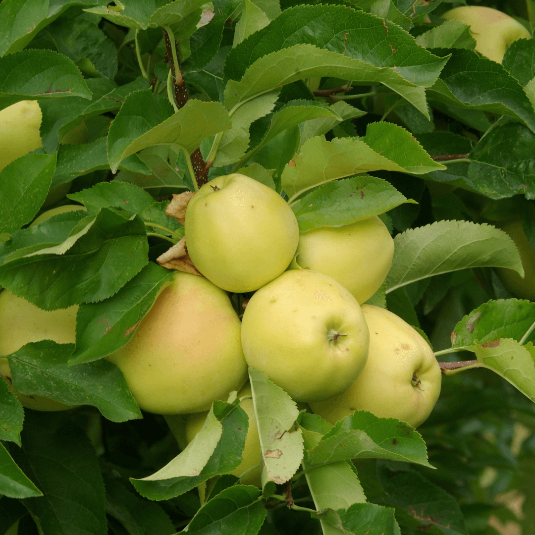 Apple Yellow Delicious Semi Dwarf tree with ripe yellow apples ready for harvest, ideal for home orchards and small gardens, easy-to-grow semi dwarf apple variety producing sweet and crisp fruit