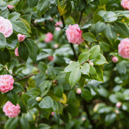 April Dawn Camellia with soft pink blooms and glossy green foliage, perfect for ornamental gardens and landscapes.