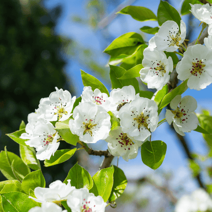 Asian Pear tree with round, crisp yellow-green fruit hanging on branches, known for its sweet and juicy flavor, popular in East Asian cuisine and gardening