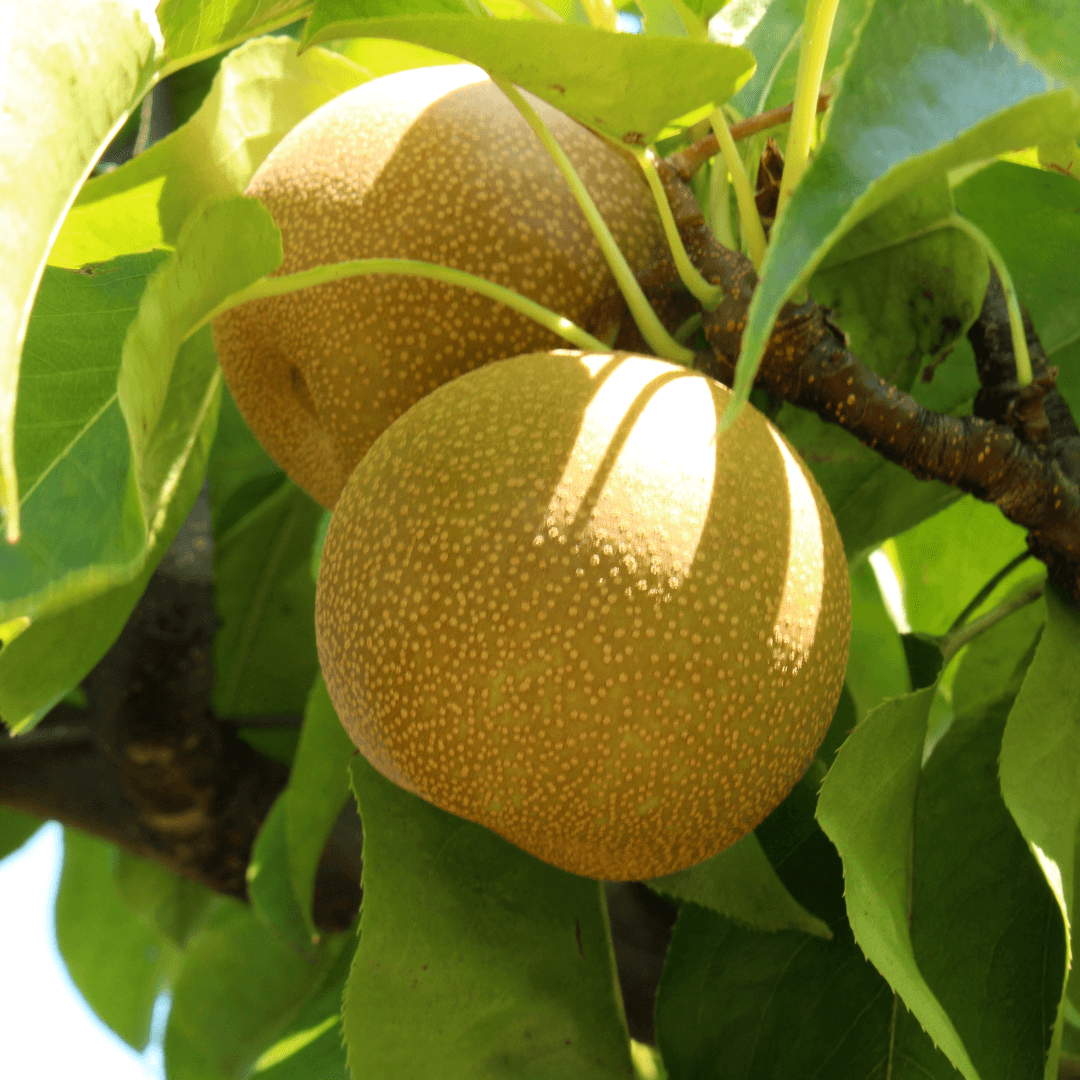 Asian pear plant with glossy green leaves and round, crisp fruits, perfect for home orchards.
