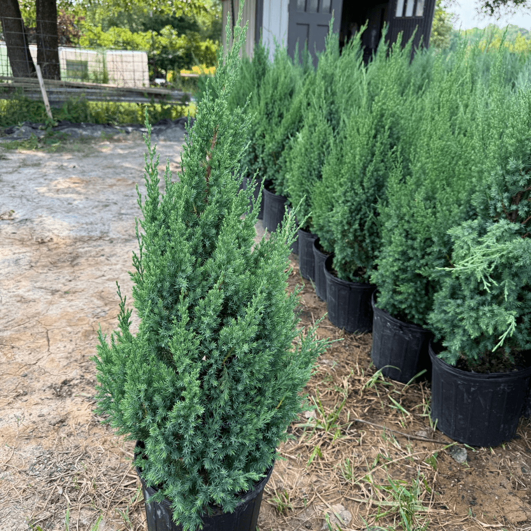 Low-maintenance Blue Point Juniper growing in full sun with rich, textured foliage