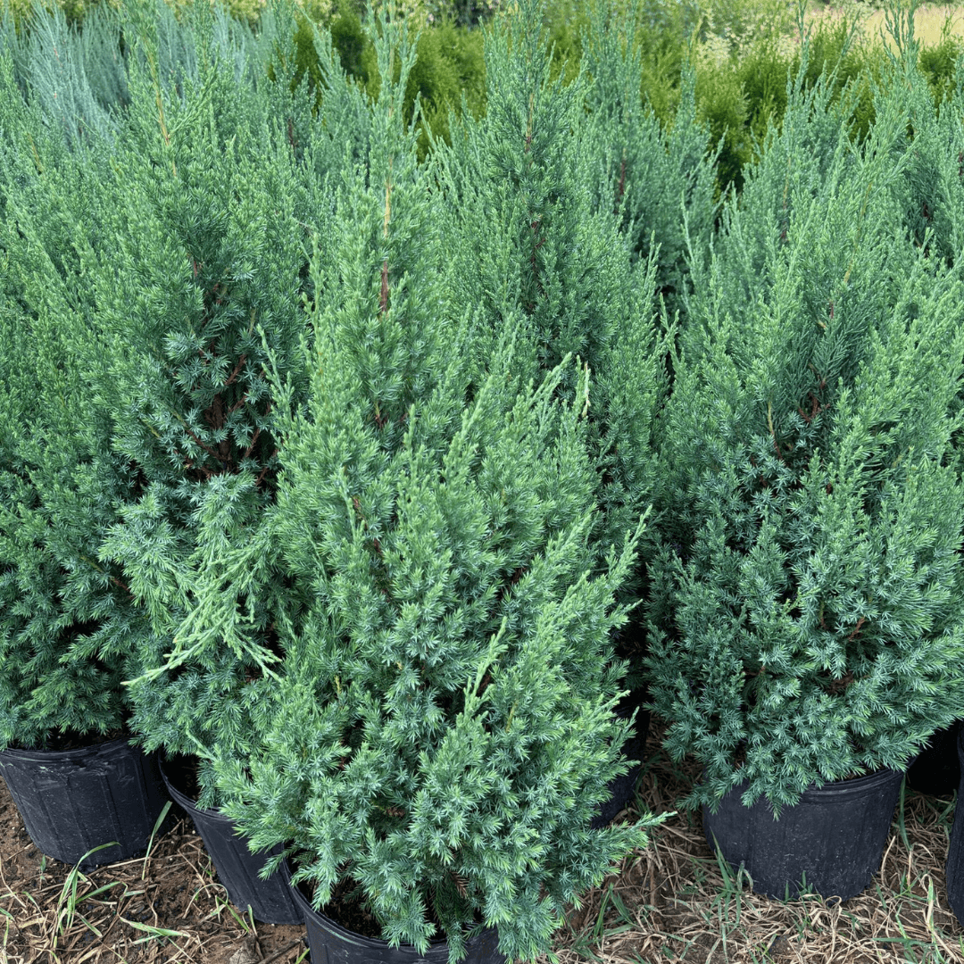 Blue Point Juniper evergreen shrub with dense blue-green foliage, ideal for privacy hedges and landscaping in cold and warm climates