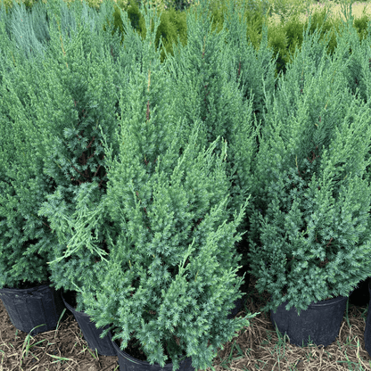 Blue Point Juniper evergreen shrub with dense blue-green foliage, ideal for privacy hedges and landscaping in cold and warm climates