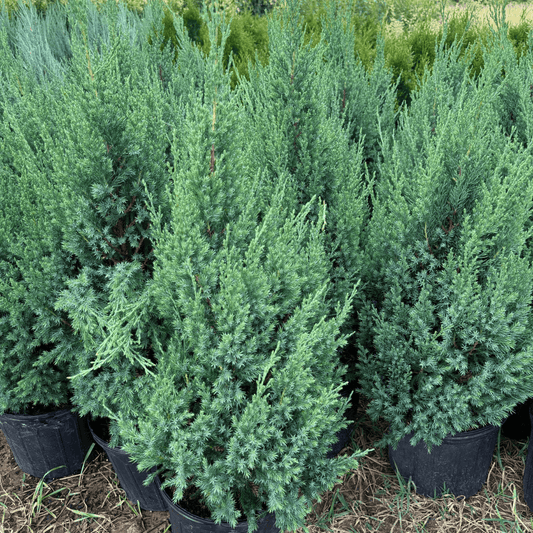 Blue Point Juniper evergreen shrub with dense blue-green foliage, ideal for privacy hedges and landscaping in cold and warm climates