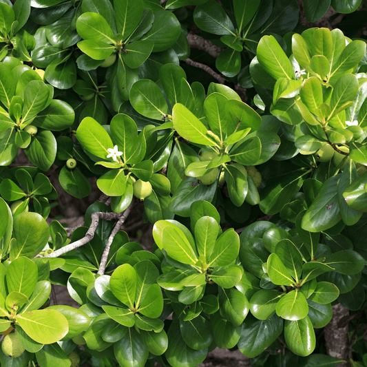 Carissa Holly shrub with dense green foliage and vibrant red berries, perfect for hedges and ornamental landscaping.