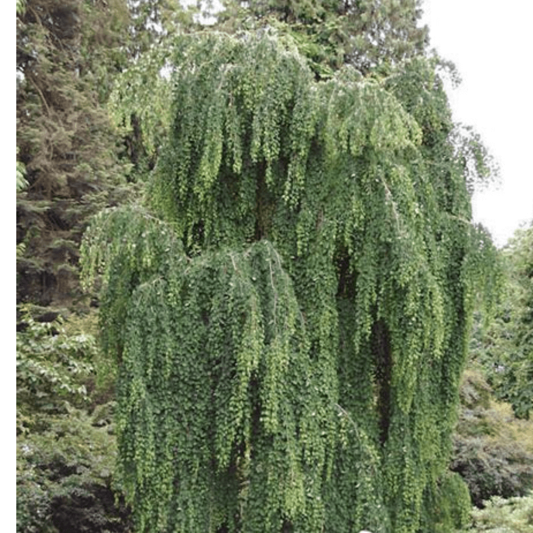 Morioka Weeping Japanese Maple with graceful cascading branches and finely cut green foliage, perfect for ornamental landscapes.