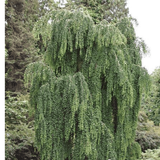 Morioka Weeping Japanese Maple with graceful cascading branches and finely cut green foliage, perfect for ornamental landscapes.