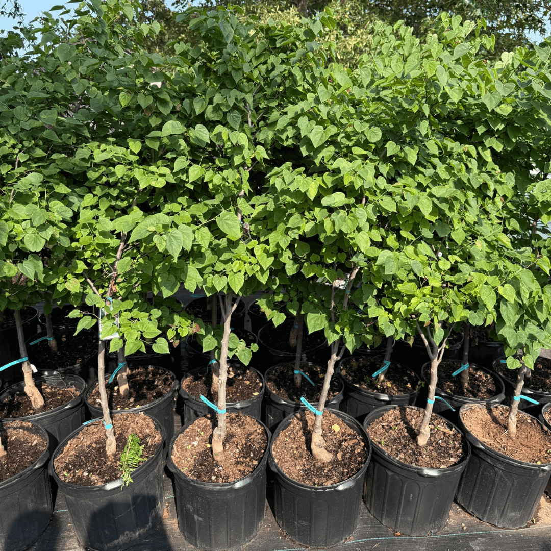 Delightful heart-shaped foliage and spring blooms make this small ornamental tree perfect for patios, walkways, and low-maintenance landscapes.