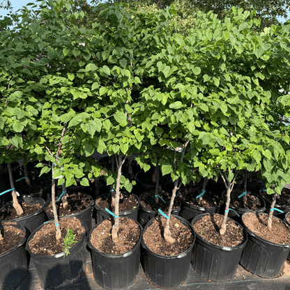 Delightful heart-shaped foliage and spring blooms make this small ornamental tree perfect for patios, walkways, and low-maintenance landscapes.