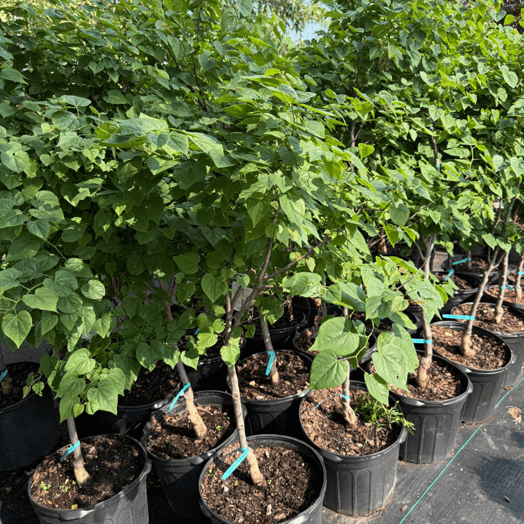 Compact size and dense heart-shaped leaves make this flowering tree a perfect choice for small gardens, borders, and landscape accents.