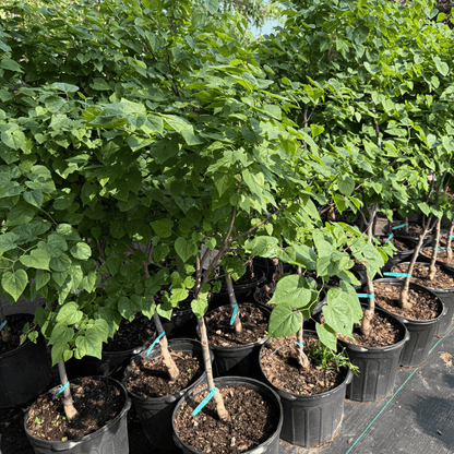 Compact size and dense heart-shaped leaves make this flowering tree a perfect choice for small gardens, borders, and landscape accents.