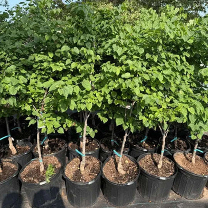 Cercis Canadensis 'Ace of Hearts' Garden Delight Center