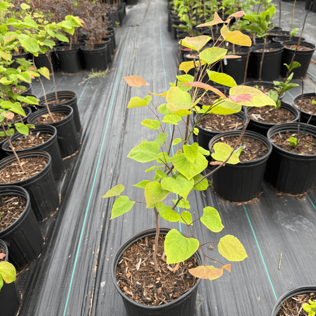 Cercis Canadensis with Pink Blooms for Home Garden Landscaping
