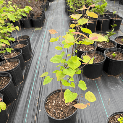 Cercis Canadensis with Pink Blooms for Home Garden Landscaping