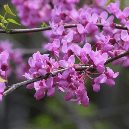 Eastern Redbud tree with vibrant pink blossoms on bare branches, perfect for early spring garden color.
