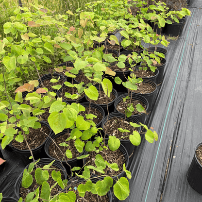 Cercis Canadensis Eastern Redbud tree with vibrant pink spring blossoms, ideal ornamental tree for small landscapes and wildlife gardens in USDA zones 4-9