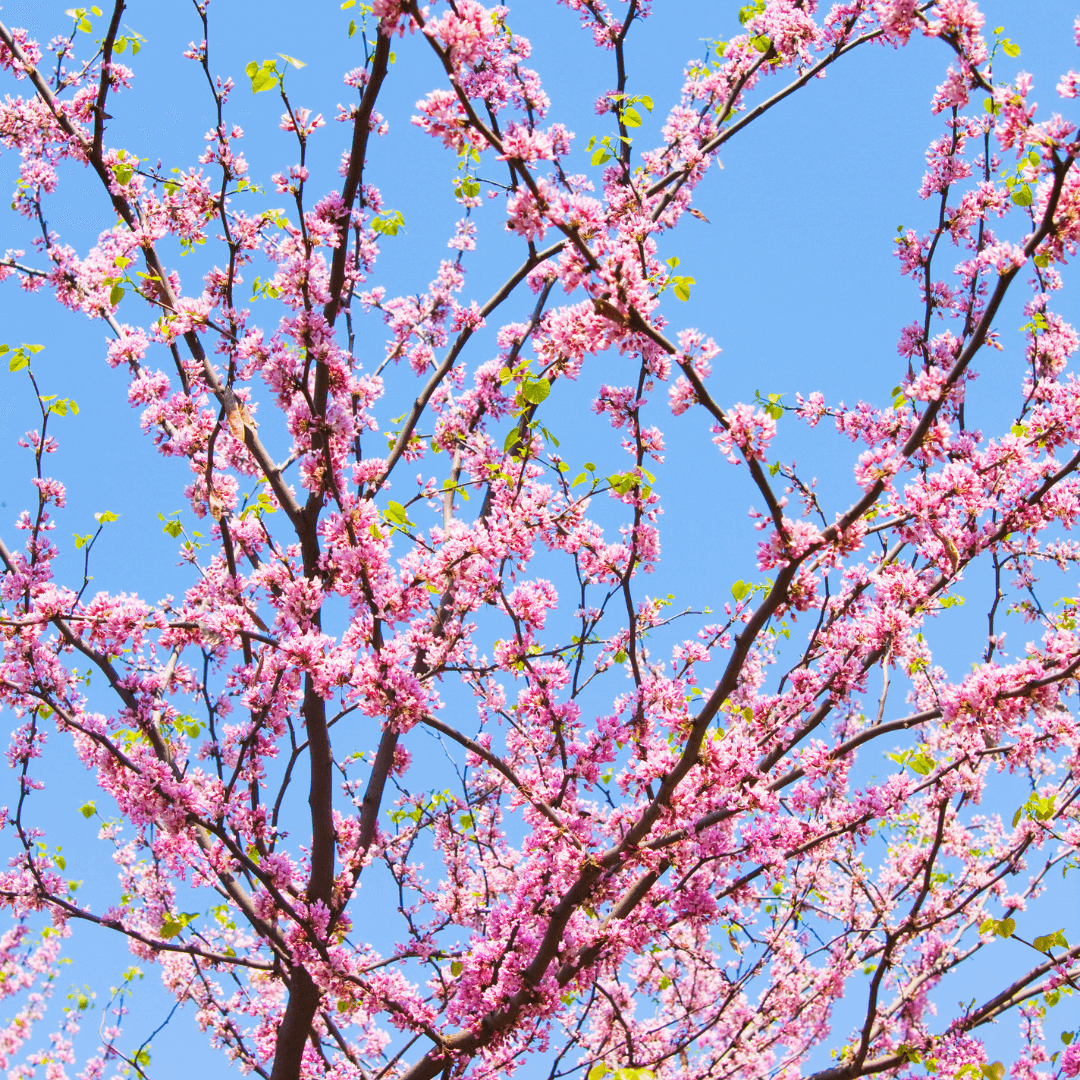 Burgundy Hearts Redbud tree with rich burgundy foliage and vibrant pink-purple spring blossoms, perfect for ornamental landscapes.