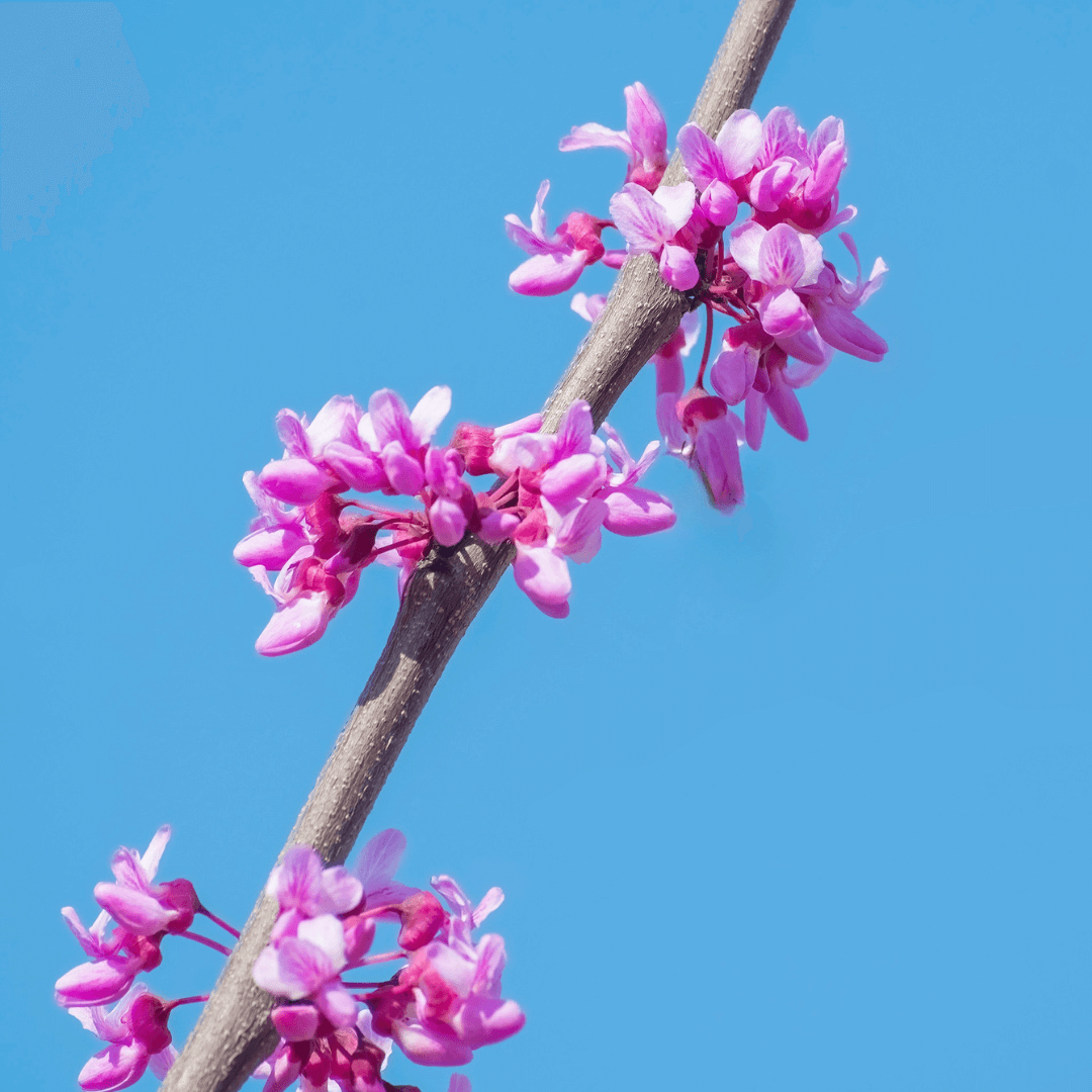 Cercis canadensis 'Forest Pansy' – Eastern Redbud tree with heart-shaped, deep purple foliage and vibrant pink spring blossoms.