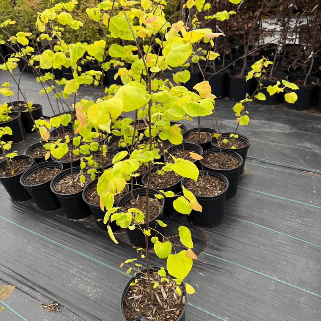 Cercis canadensis Hearts of Gold tree with vibrant golden-yellow heart-shaped leaves, perfect ornamental semi-dwarf tree for gardens and landscapes, disease-resistant and low maintenance