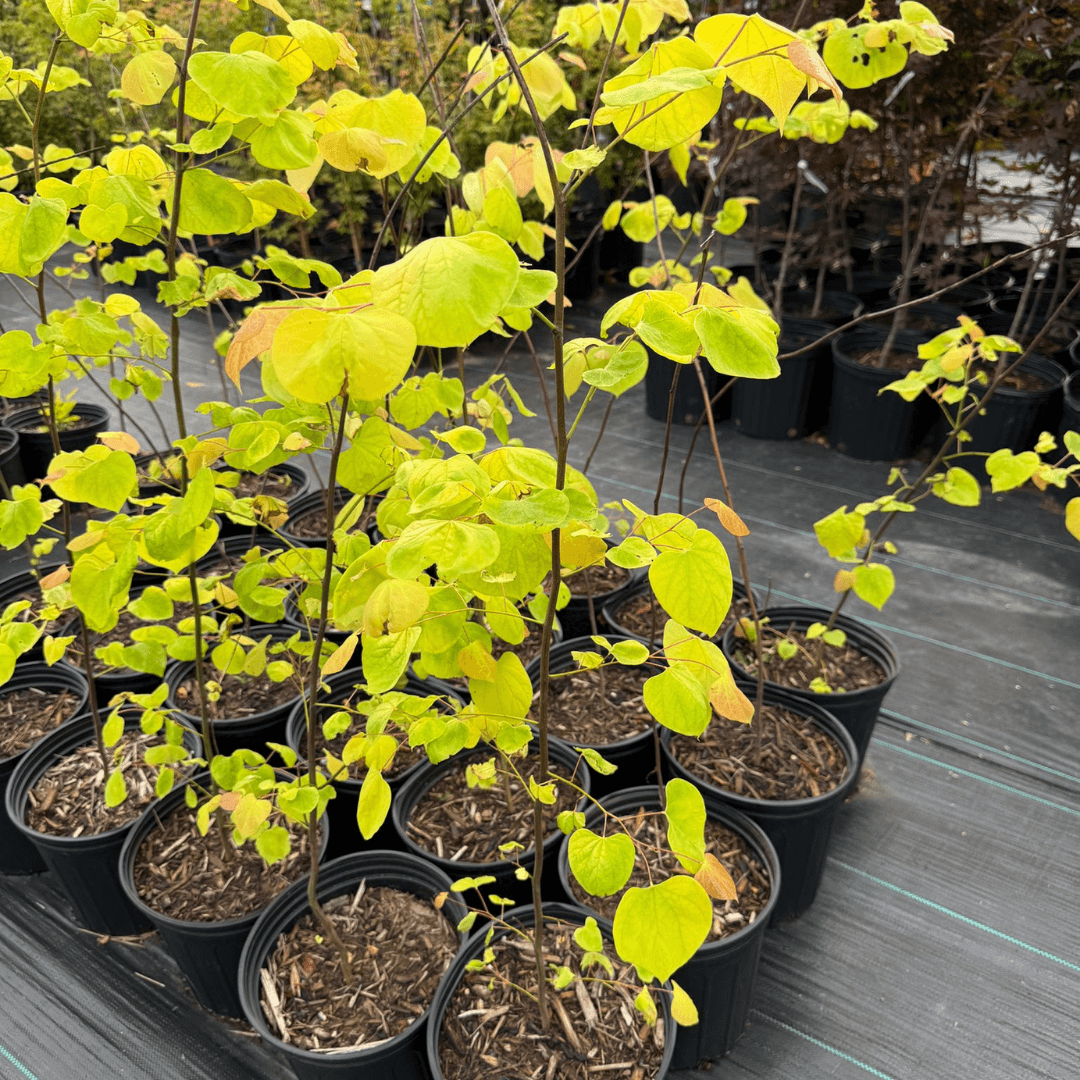 Hearts of Gold Redbud tree with vibrant golden-yellow foliage and rosy-purple spring blossoms, perfect for ornamental landscaping.