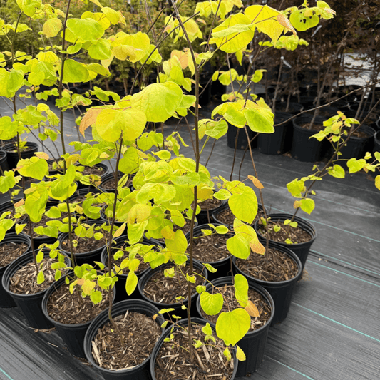 Hearts of Gold Redbud tree with vibrant golden-yellow foliage and rosy-purple spring blossoms, perfect for ornamental landscaping.