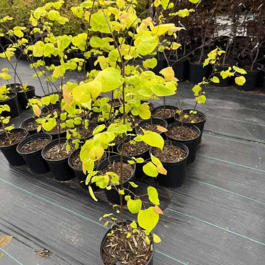Cercis Canadensis 'Hearts of Gold' Garden Delight Center